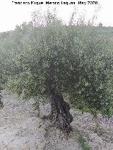 Olivo - Olea europaea. Cerro Toledo - Los Villares