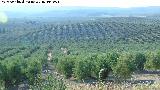 Olivo - Olea europaea. Un mar de olivos. Torre de Alczar - Torredonjimeno