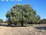 Acebuche - Olea europaea var. sylvestris. Acebuche de la Sierra - Navas de San Juan