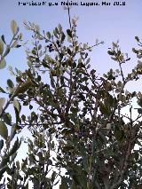 Acebuche - Olea europaea var. sylvestris. Cresta del Diablo - Jan