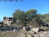 Acebuche - Olea europaea var. sylvestris. Cerro de las Minas - Santisteban del Puerto