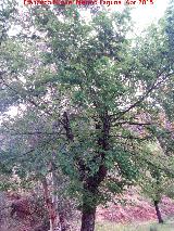 Olmo - Ulmus minor. Barranco de la Niebla - Santa Elena