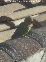 Pjaro Agapornis de Namibia - Agapornis roseicollis. Los Villares