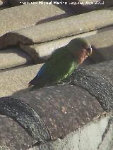 Pjaro Agapornis de Namibia - Agapornis roseicollis. Los Villares