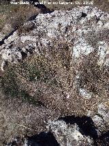 El Castelln. Silo excavado en roca