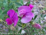 Albejana basta - Lathyrus latifolius. Segura