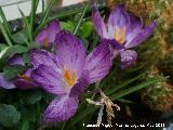 Crocus - Crocus sp.. 