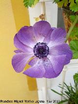 Anmona - Anemone coronaria. 