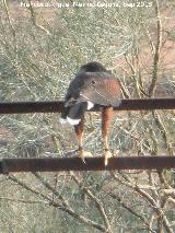 Pjaro guila de Harris - Parabuteo unicinctus. Navas de San Juan