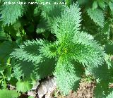 Ortiga menor - Urtica Urens. Navas de San Juan