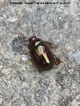 Escarabajo del romero