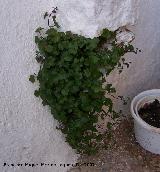 Palomilla de muro - Cymbalaria muralis. Navas de San Juan