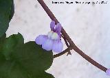 Palomilla de muro - Cymbalaria muralis. Navas de San Juan