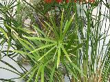 Papiro - Cyperus papyrus. Hojas. Crdoba