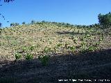 Parra - Vitis vinifera. Vides. La Charilla - Alcal la Real