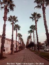 Palmera de California - Washingtonia filifera. Calle Jorge Manrique - Baeza