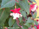 Pendientes de la reina - Fuchsia hybrida. Los Villares