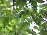 Almez - Celtis australis. Barranco de la Tinaja - Jan