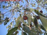 Almez - Celtis australis. Fruto. Arbolillo de La Pea - Jan