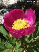 Peona - Paeonia officinalis. Cerro Montaes - Jan