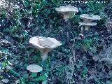 Platera - Clitocybe geotropa. 