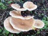 Platera - Clitocybe geotropa. 