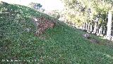Oppidum del Cerro de Santa Catalina. Muralla