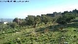 Oppidum del Cerro de Santa Catalina. Con la Muralla Medieval al fondo