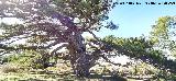 Pinar del Caba�as. Pino de la Entrega