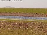 Laguna de los Perales. En sequa