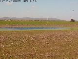 Laguna de los Perales. En sequa