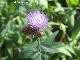 Centaurea