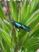 Escarabajo Mosca espaola