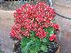 Calanchoe