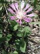 Centaurea pullata