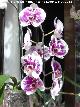 Orqu�dea mariposa moteada