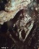 Vulva de arcilla de la Cueva de Bdeilhac