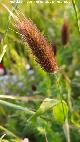 Timotea mediterr�nea
