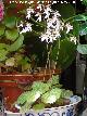 Flor de ara�a