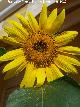 Girasol