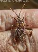 Chinche Leptoglossus occidentalis