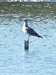 Pjaro Gaviota reidora