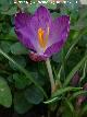 Crocus