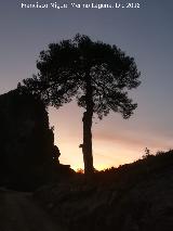 Pino laricio - Pinus nigra. Estrecho de los Perales - Cazorla