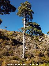 Pino laricio - Pinus nigra. Pino Galapn, el ms grande de Cazorla Segura y Las Villas
