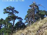 Pino laricio - Pinus nigra. Muerto. Las Acebeas - Siles