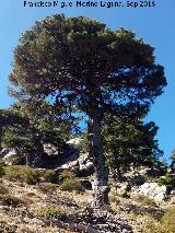 Pino laricio - Pinus nigra. Pen del Guante - Quesada