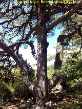 Pino laricio - Pinus nigra. Pino Tridente - Quesada