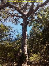 Pino laricio - Pinus nigra. Poyo de las Palomas - Quesada