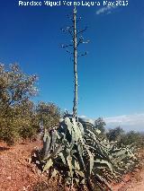 Cactus Pita - Agave americana. Cerro Mortero - Vilches